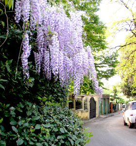 Wisteria Country Lane