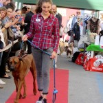 Oliver, Florence Dog Show