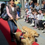 Therapy Dogs